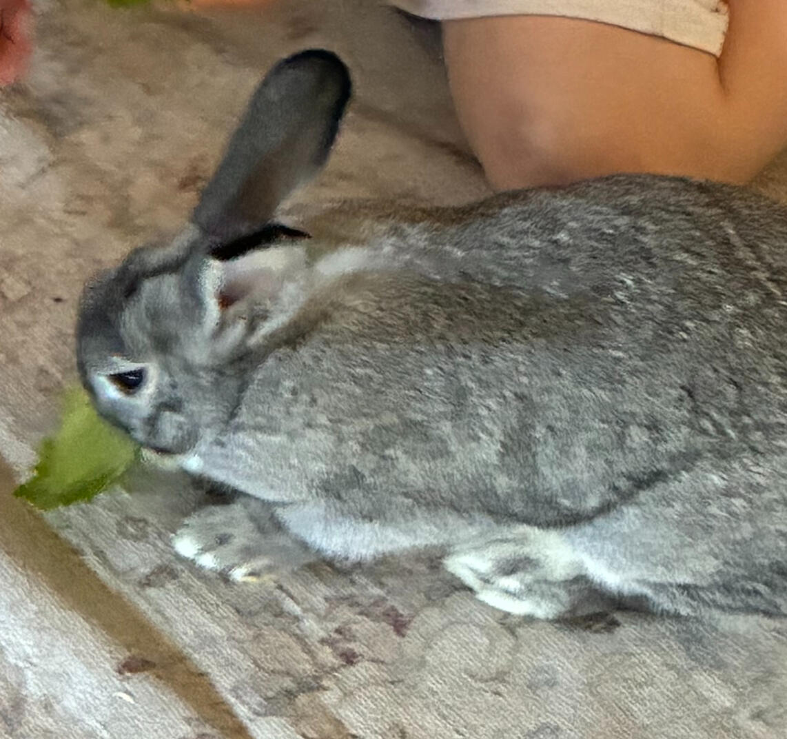 Buddy Eating Lettuce