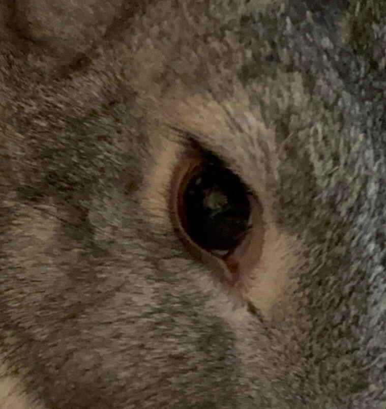Buddy's Eye Close Up