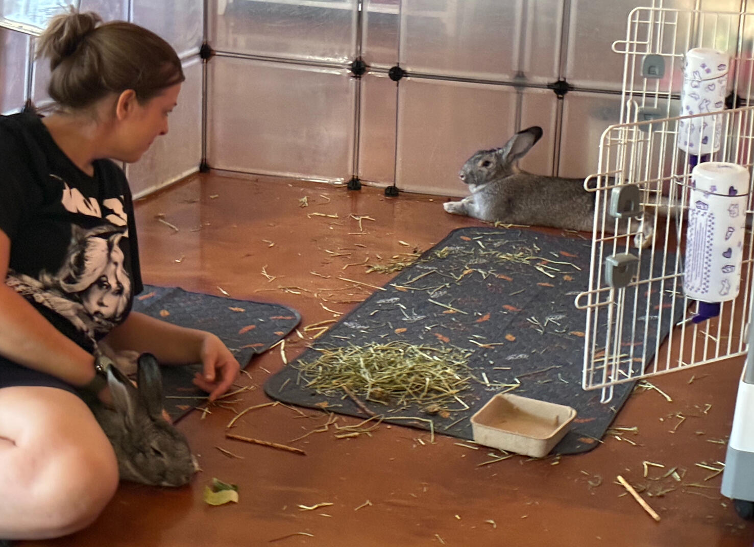 Bunnies flopped