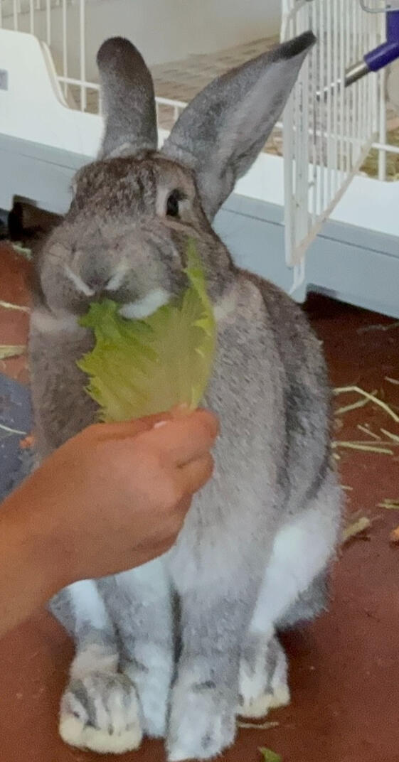 Indy Eating Lettuce Indy Eating Lettuce