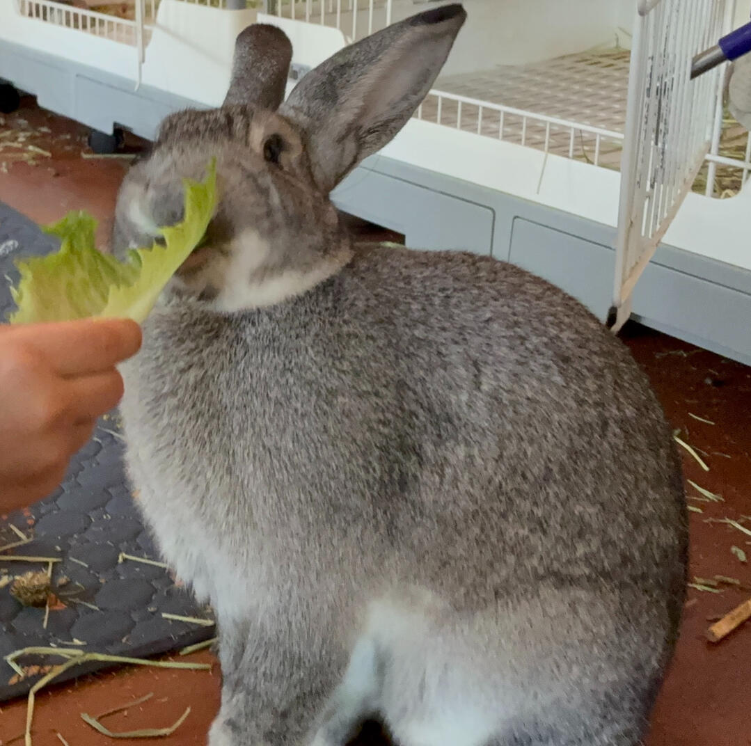 Andrew Feeding Indy Lettuce